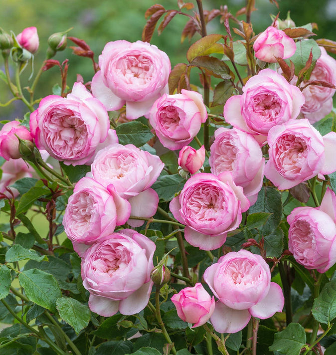 David Austin Mill on the Floss Shrub Rose 6L