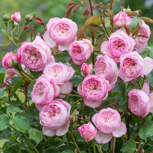 David Austin Mill on the Floss Shrub Rose 6L