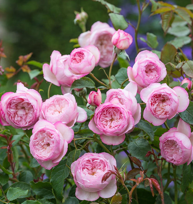 David Austin Mill on the Floss Shrub Rose 6L
