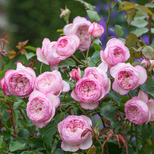 David Austin Mill on the Floss Shrub Rose 6L