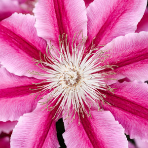 Clematis Ernest Markham 3L