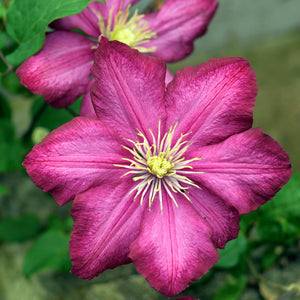 Clematis Ernest Markham 3L
