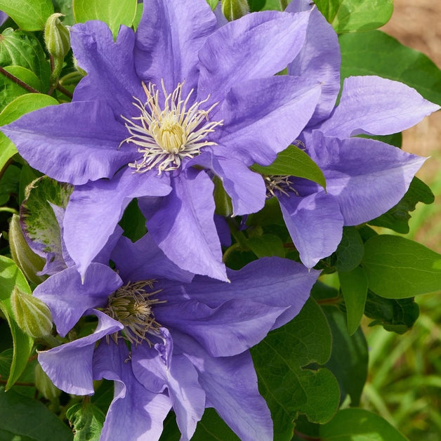Clematis Olympia 3L