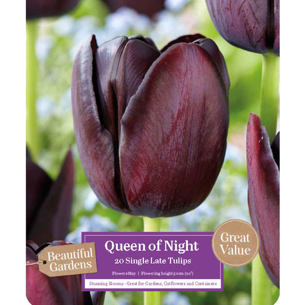 Tulip Queen Of Night