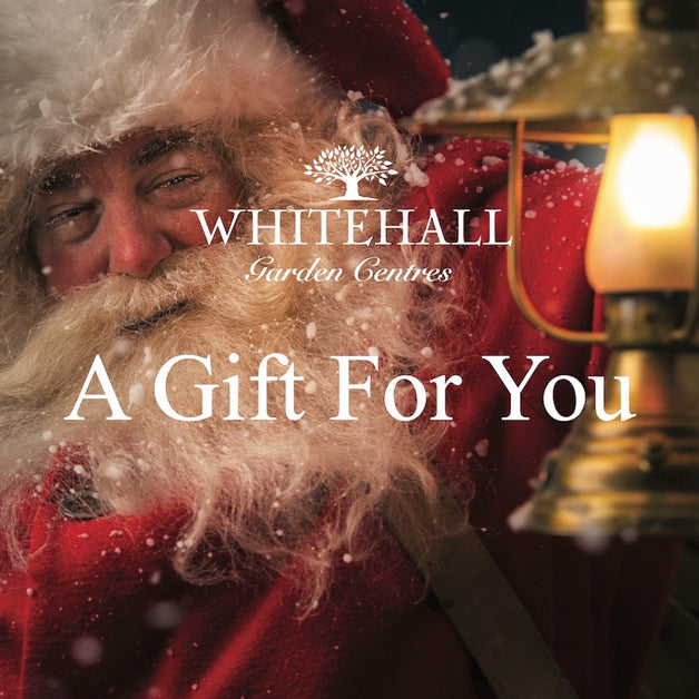 Whitehall Gift Card - Father Christmas