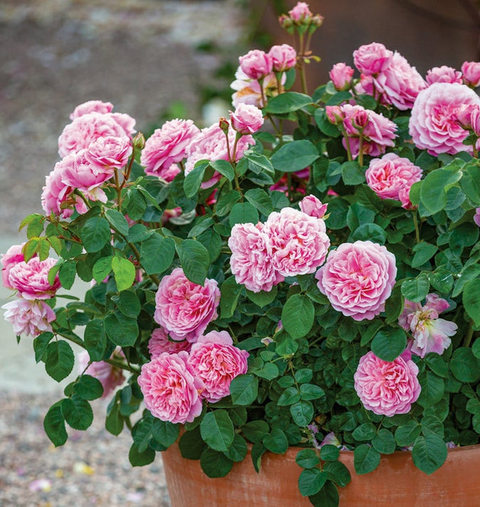 David Austin Eustacia Vye Shrub Rose 6L