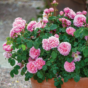David Austin Eustacia Vye Shrub Rose 6L