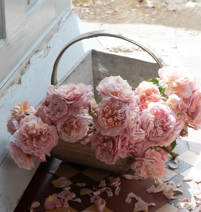 David Austin Eustacia Vye Shrub Rose 6L