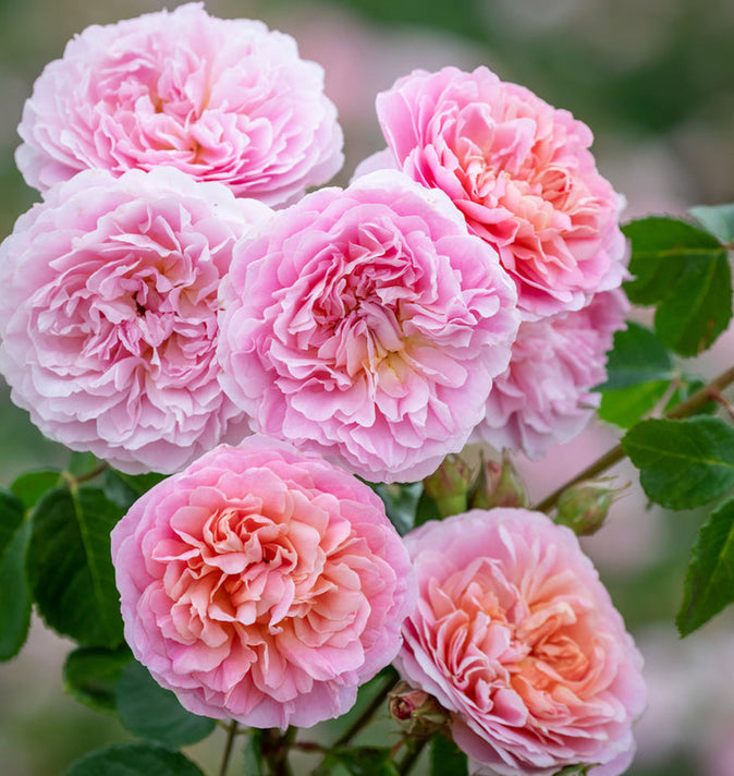 David Austin Eustacia Vye Shrub Rose 6L