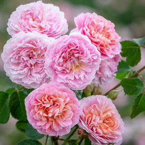 David Austin Eustacia Vye Shrub Rose 6L