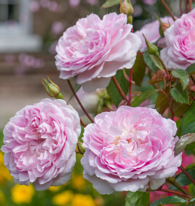 David Austin Silas Marner Shrub Rose 6L