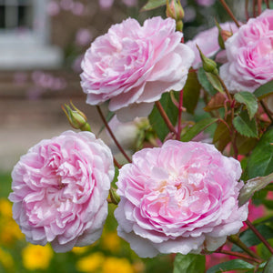 David Austin Silas Marner Shrub Rose 6L