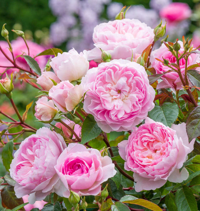 David Austin Silas Marner Shrub Rose 6L