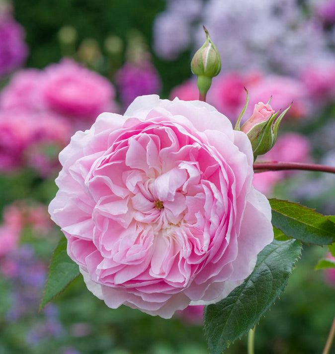 David Austin Silas Marner Shrub Rose 6L