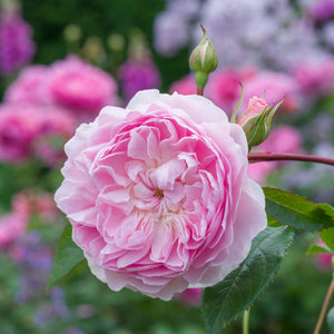 David Austin Silas Marner Shrub Rose 6L