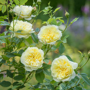 David Austin The Country Parson Shrub Rose 6L