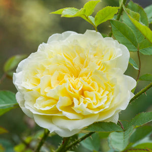 David Austin The Country Parson Shrub Rose 6L