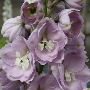 Delphinium B & L Turkish Delight 2L