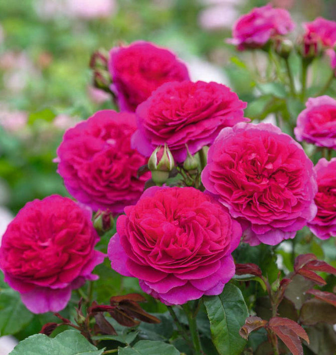 David Austin Gabriel Oak Shrub Rose 6L