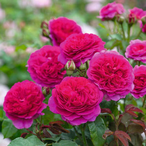 David Austin Gabriel Oak Shrub Rose 6L