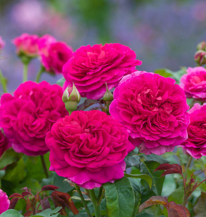 David Austin Gabriel Oak Shrub Rose 6L