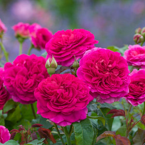 David Austin Gabriel Oak Shrub Rose 6L