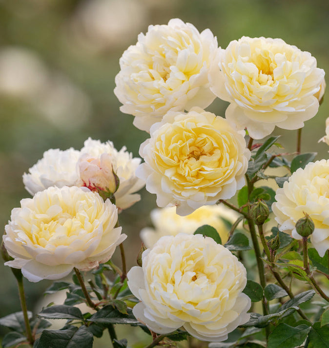 David Austin Nye Bevan Shrub Rose 6L