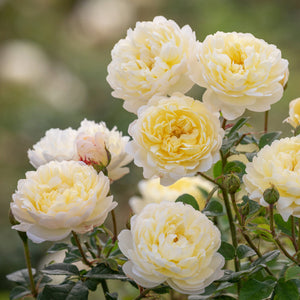 David Austin Nye Bevan Shrub Rose 6L