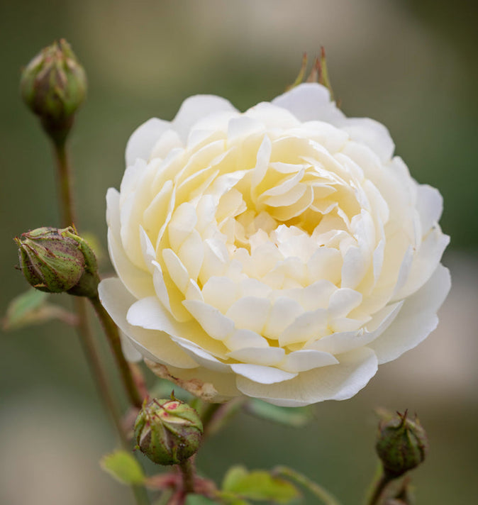 David Austin Nye Bevan Shrub Rose 6L
