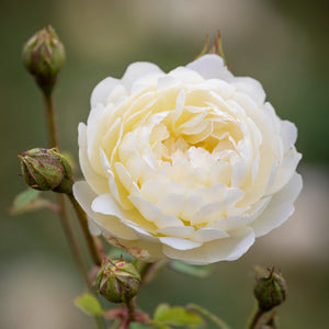 David Austin Nye Bevan Shrub Rose 6L