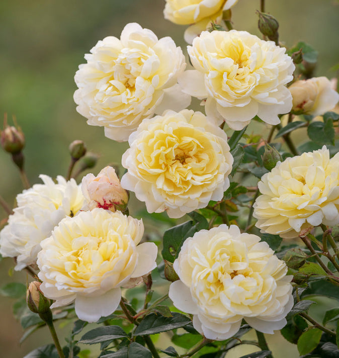 David Austin Nye Bevan Shrub Rose 6L