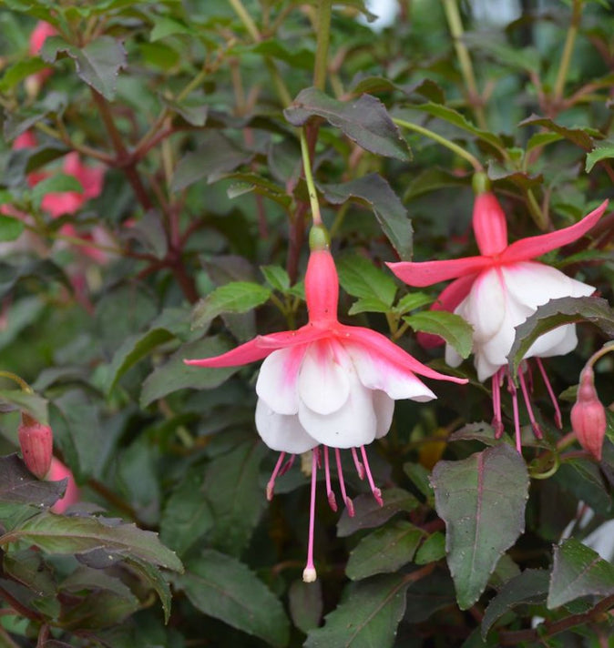 Fuchsia Alice Hoffman 3L