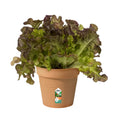 Green Basics Growpot 11cm Terracotta
