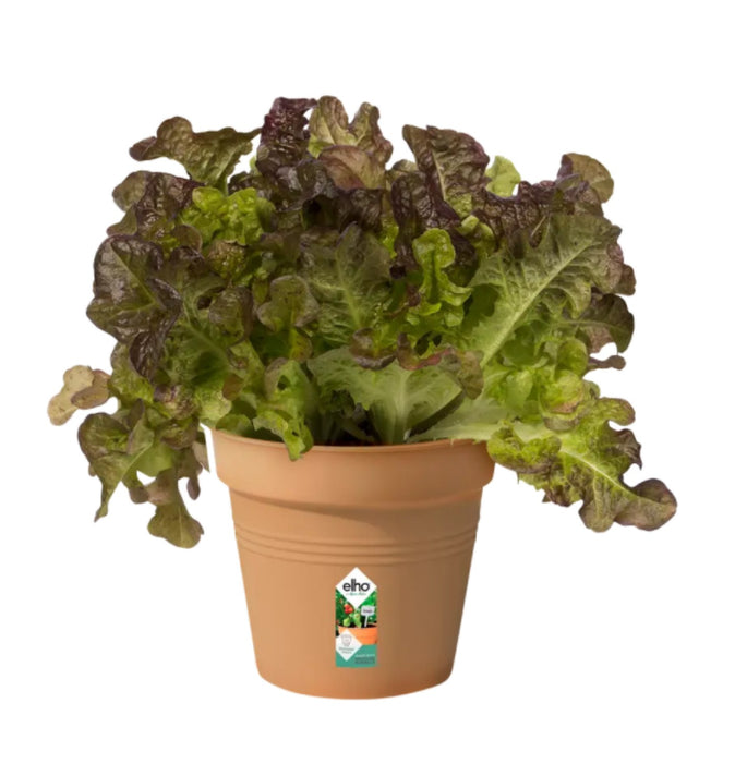 Green Basics Growpot 24cm Terracotta
