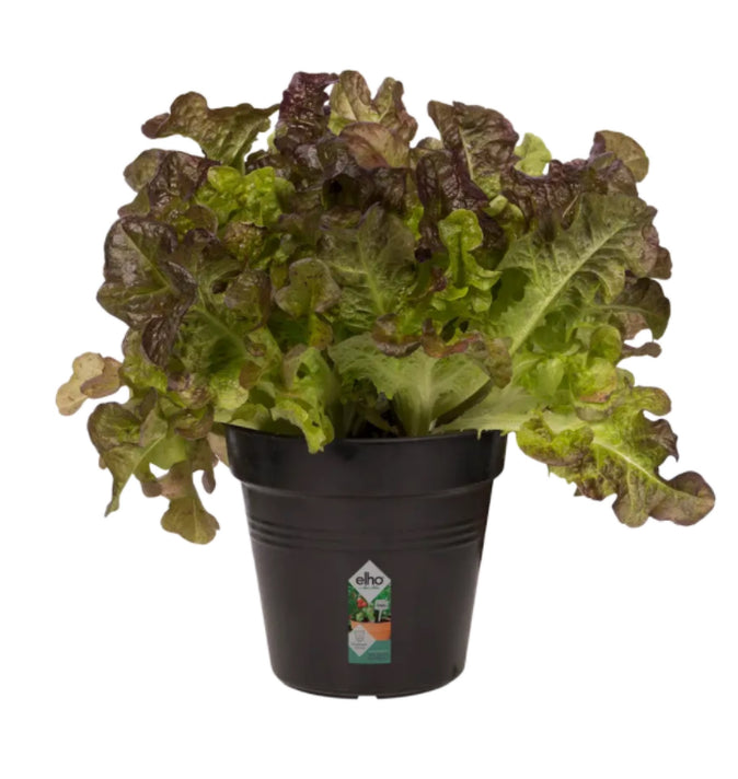 Green Basics Growpot 24cm Black