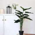 Philodendron In Pot Green - H100xd70cm