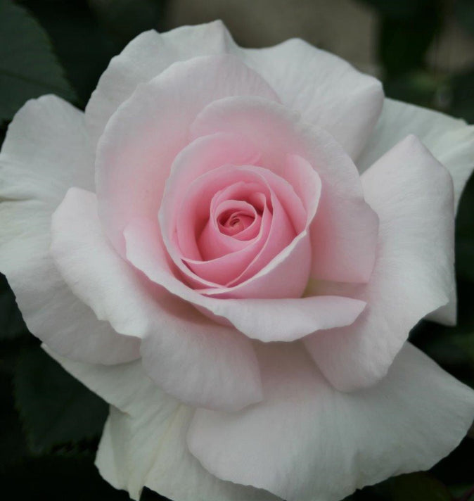 Bush Rose A Whiter Shade Of Pale 3L