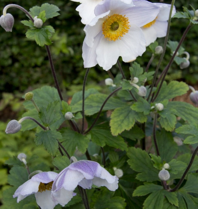 Anemone Ruffled Swan 2L
