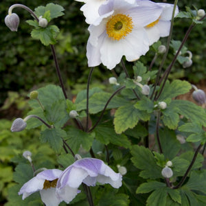 Anemone Ruffled Swan 2L