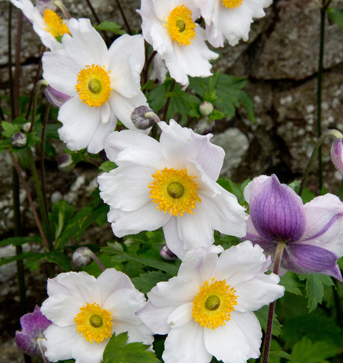 Anemone Ruffled Swan 2L