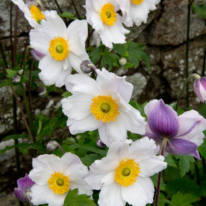 Anemone Ruffled Swan 2L