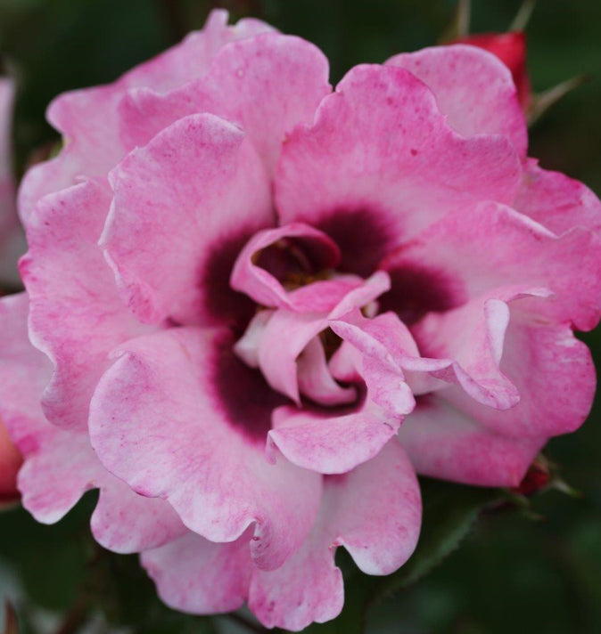 Bush Rose Angel Eyes 3L