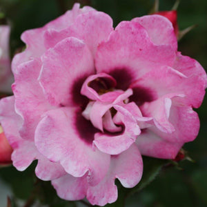 Bush Rose Angel Eyes 3L