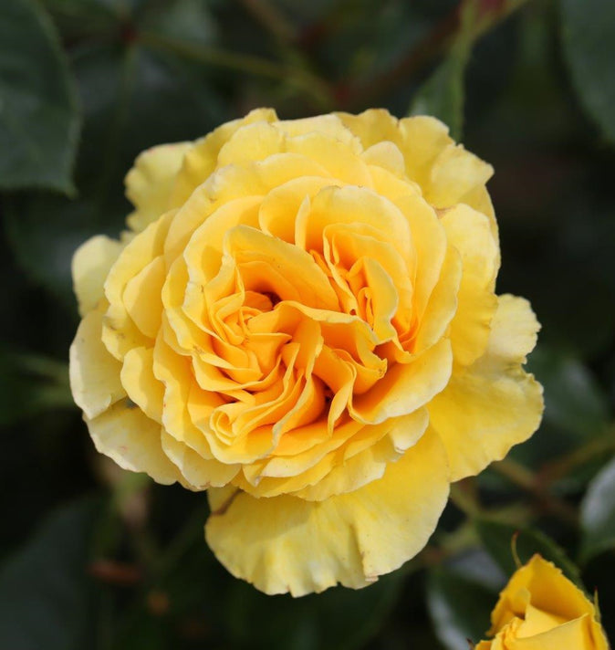 Bush Rose Anniversary Wishes 3L