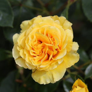 Bush Rose Anniversary Wishes 3L