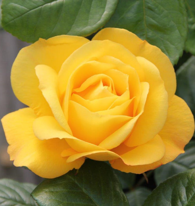 Bush Rose Arthur Bell 3L