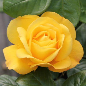 Bush Rose Arthur Bell 3L