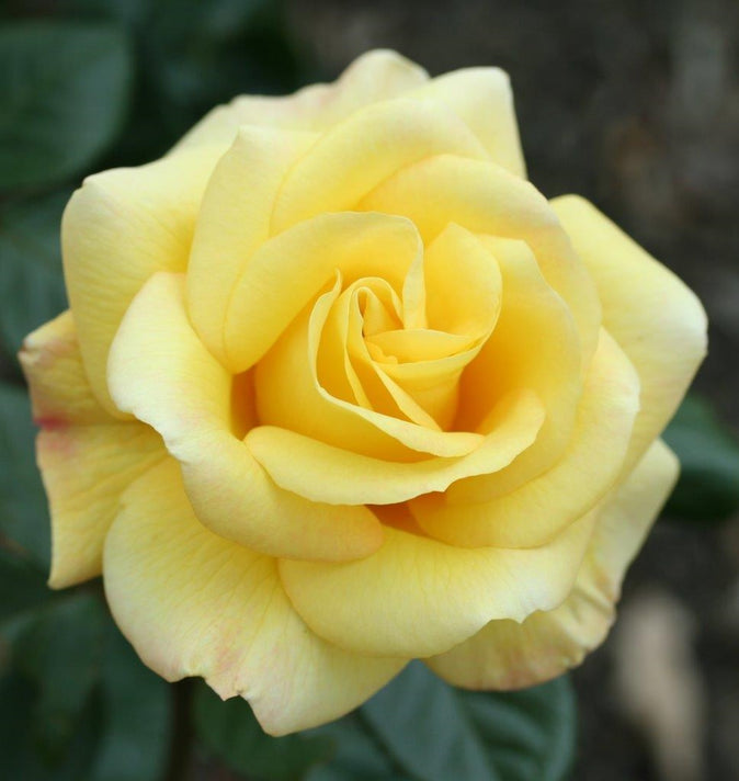 Climbing Rose Arthur Bell Climbing 4L