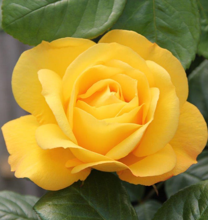 Climbing Rose Arthur Bell Climbing 4L