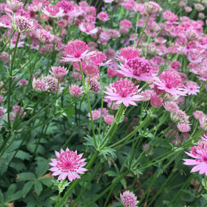 Astrantia 'Roma' 2L